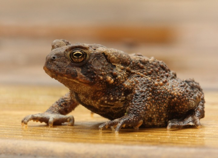 American Toad